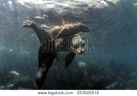 Galapagos Sea Lion (zalophus Wollebaeki) Family Underwater