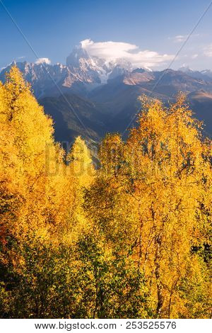 Autumn landscape. Top Ushba in clouds. Birch forest on the hillside. View from Mount Mkheer. Main Caucasian ridge. Zemo Svaneti, Georgia 