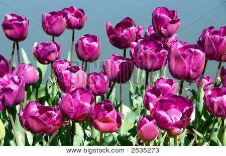 Tulipani