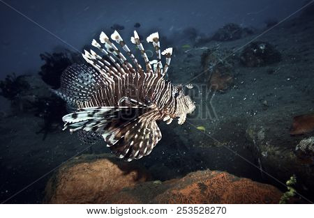 Lionfish (pterois) Swimming Over Coral Reef Underwater In Tulamben, Bali