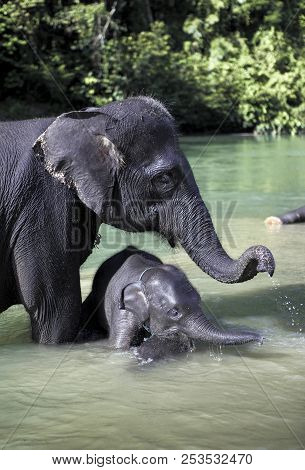 Sumatran Elephant (elephas Maximus Sumatranus) Bathing In River With Baby