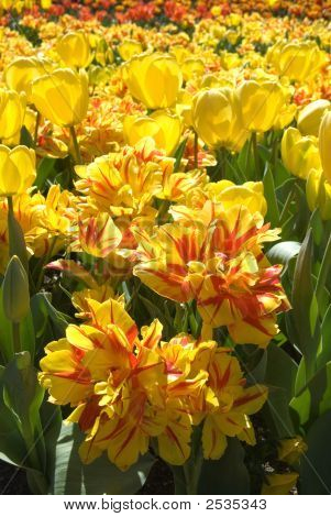 Tulipani