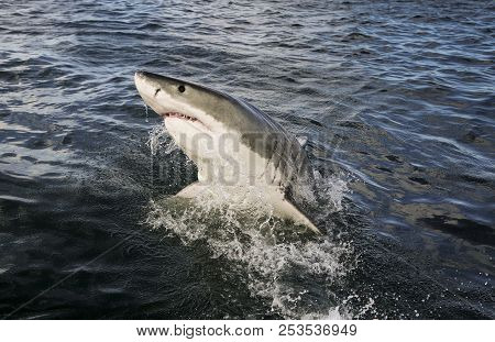 Great White Shark (carcharodon Carcharias) Breaching On Ocean Surface