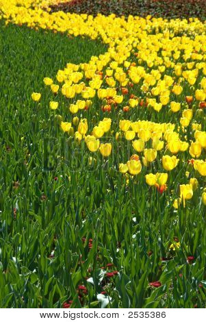 Tulipani