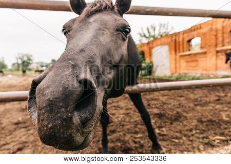 Horse Head Looks At Camera, Horse In Pen, Wide Angle View, Close Up