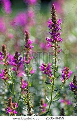 Lythrum Salicaria, Purple Loosetrife On A Bokeh Background. Shallow Depth Of Field.