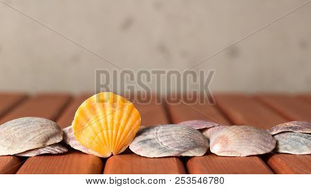Sea Shells For Background, Deorations And Design