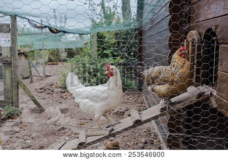 Chicken Coop In Back Yard In Residential Area, Hen In A Farm Yard