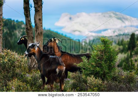 Group Of Goats Standing In The Shadow Of Trees Against Amazing Mountainous Landscape In Greece. Gree