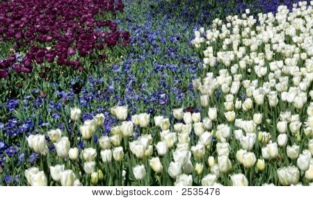 Tulipani