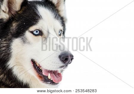 Sled Dog Siberian Husky Breed With Blue Eyes. Husky Dog Has Black And White Fur Color. Isolated Whit