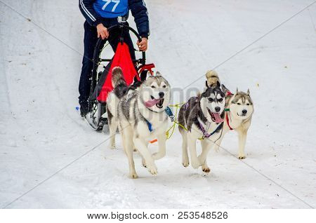 Sled Dog Siberian Husky Breed In Harness. Husky Dog Has Black And White Fur Color. Snowy Background