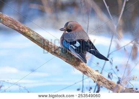 Eurasian Jay (garrulus Glandarius) Flew Eat Sunflower Seeds And Lard On A Bird Feeder.