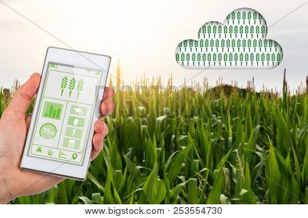 Concept For Agritech Of Farmer With App On Smartphone Linking To Cloud Data About Their Field Of Cro