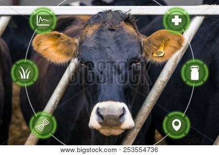 Agritech Concept Showing Dairy Cow With Wireless Data Ear Tag On A Smart Farm With Graphics Overlaid