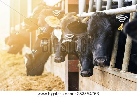 Agritech Concept Showing Dairy Cows Feeding In A Barn Wearing Wirelessly Readable Yellow Tags For Mo