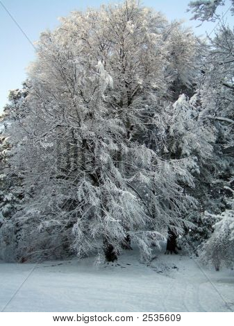 雪のツリー