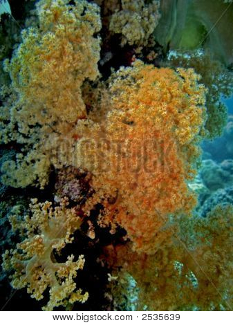 Gorgonian skov