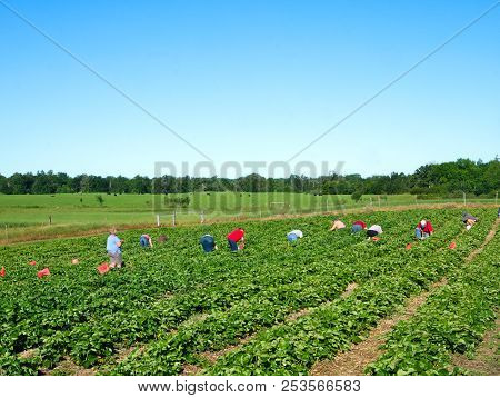 People Families Picking Fresh Strawberries On Organic Pick A Berry Farm In Summer, On Warm Sunny Day