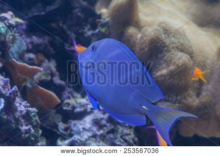 Acanthurus Coeruleus, Blue Surgeonfish Swimming Inside Aquarium