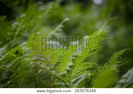 Green Fern Leaf Close-up In The Forest In Summer