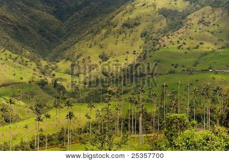 Viasz pálmafák Cocora-völgy, Kolumbia