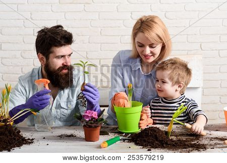 Planting Flower. Gardening. Planting. Parents With Son Planting Flower In Flowerpot. Son Helps Mothe