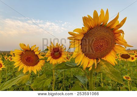 Sunflower Field With The Mountains And The Colorado Front Range In The Background