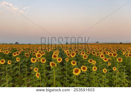 Sunflower Field With The Mountains And The Colorado Front Range In The Background