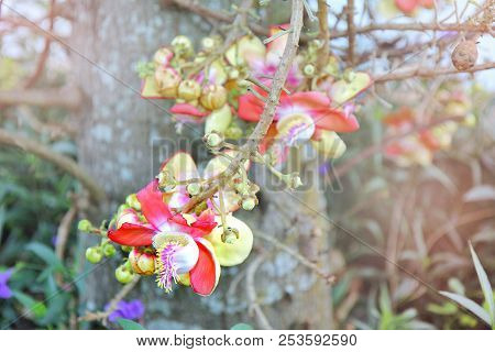 Beautiful In Pink Of  Cannonball Flower (call Sal Flower In Thai)  With Background Green. Selective 