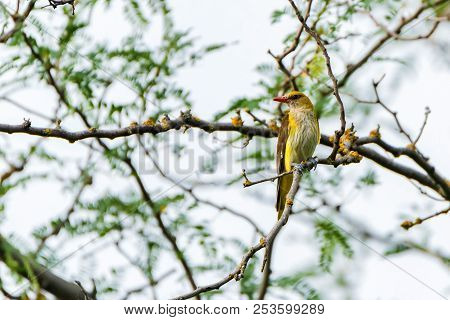 Young Eurasian Golden Oriole Or Oriolus Oriolus