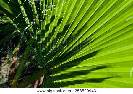 Green Palm Leaf Texture. Sunny Day. Tropic