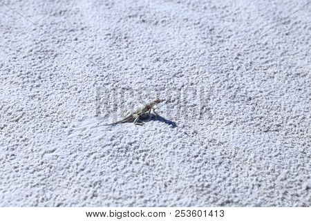 Bleached Earless Lizard In The White Sand At White Sands National Monument