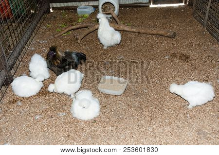 Silkie Chicken In A Barn - Western Australia
