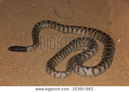 Striped Black Headed Python - Western Australia