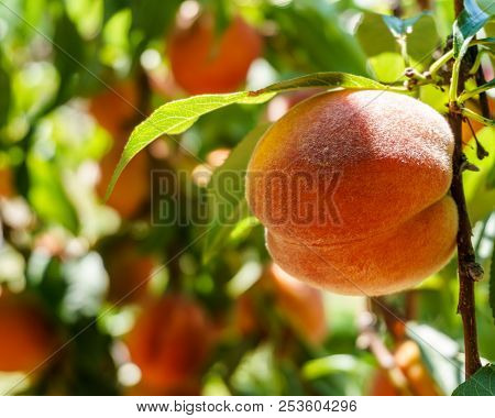Ripe Fresh Peaches Growing In Peach Tree With Green Leaves.