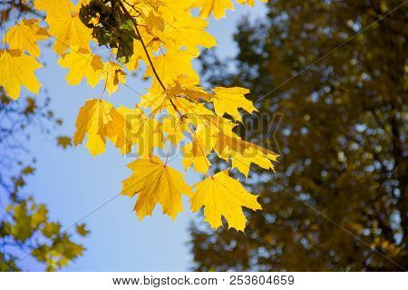 Branch With Autumn Yellow Sunlight Maple Leaves In Forest At Sunny Day. Selective Focus. Yellow Foli