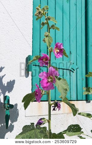 French island Ile de Re with Pink hollyhocks and white house with green shutters