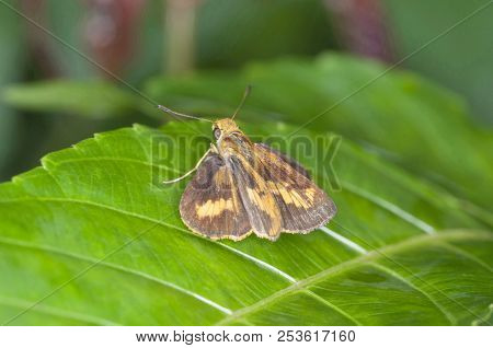 A Close View Of Skipper Or Skipper Butterfly