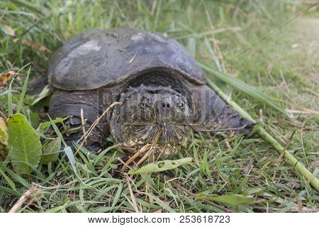 Large Freshwater Turtle Common Snapping Turtle, Chelydra Serpentina.