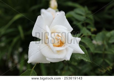 Flower Of Wflower Of White Tea Rose On Green Bushhite Rose