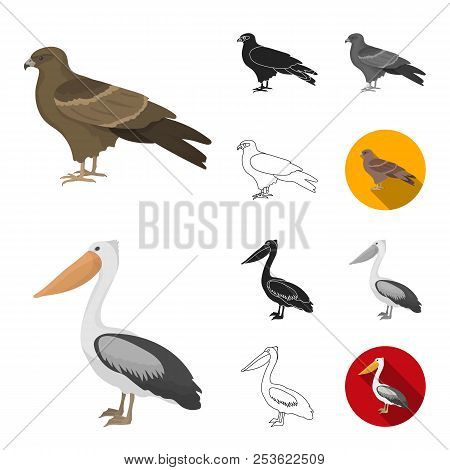 Types Of Birds Cartoon, Black, Flat, Monochrome, Outline Icons In Set Collection For Design. Home An
