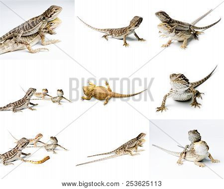 Agama. Bearded Dragon Is Eating A Worm, Isolated On Bright Background. Pogona Vitticeps. Set Of Bear