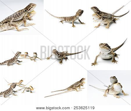 Agama. Bearded Dragon Is Eating A Worm, Isolated On Bright Background. Pogona Vitticeps. Set Of Bear