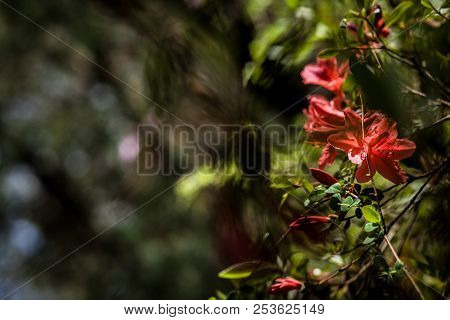 Small Flowers Of Scarlet Color On Branches Of Bushes On A Sunny Spring Day