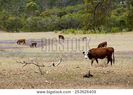 Free Range Australian Cattle In A Station
