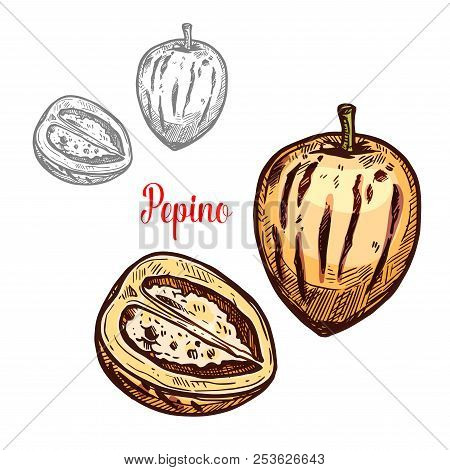 Pepino Fruit Sketch Of Exotic Melon Pear. Whole And Cut In Half Pepino Berry With Yellow Peel Isolat