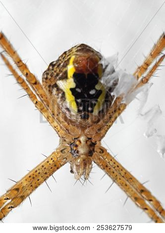 Macro Photo Of St Andrew's Cross Spider On Web Isolated On White Background