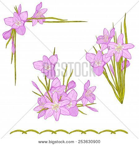 Set Of Floral Vector Bouquet Of Garden Flowers, Botanical Natural Flowers Zephyranthes. Illustration