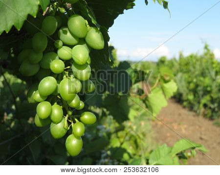 Bunches Of Green Grape In The Vineyard Against Blue Sky. Vine On A Summer Plantation, Winemaking Con